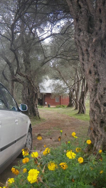 Černá Hora - Utjeha - Olivová zahrada